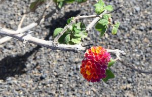 lanzarote7